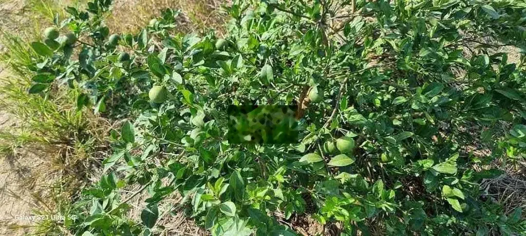 Bán đất lúa mặt tiền nhựa