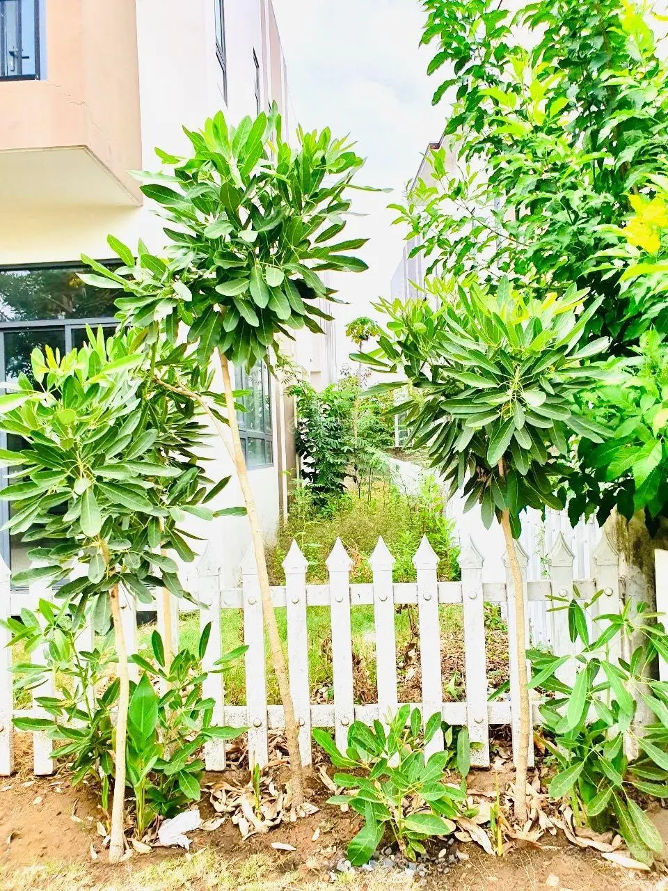 Mở bán 2 suất biệt thự ngoại giao Trần Anh Riverside, 8x14, 12x14. LH: 0902 396 ***