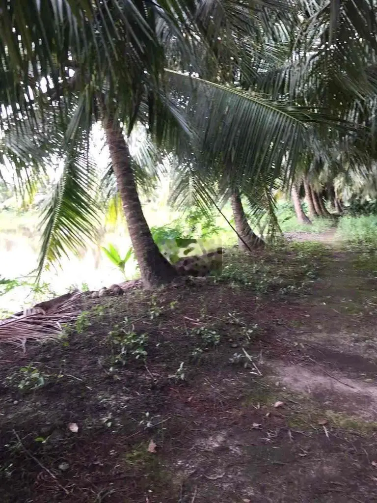 ĐẤT VƯỜN 25000 m2