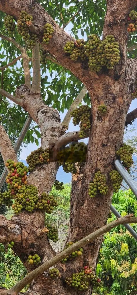 Chính chủ bán gấp trang trại nghỉ dưỡng 3 ha có sầu riêng đang thu