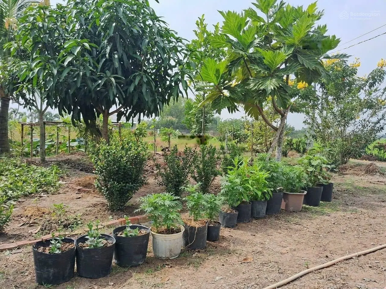 Ngợp nợ cần bán gấp nhà vườn nghỉ dưỡng 500m2 ngay Sơn Đông, Bến Tre vào ở ngay