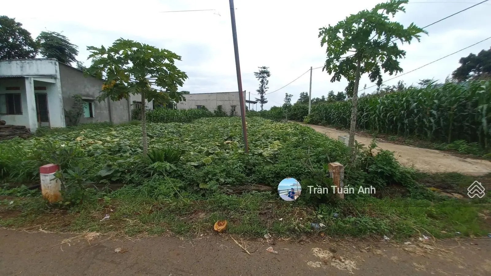 Cần bán gấp đất Đ. Dương Thị Cẩm Vân, Tân Thành, Cà Mau. Gần Cảng hàng không, 120m2, SHR