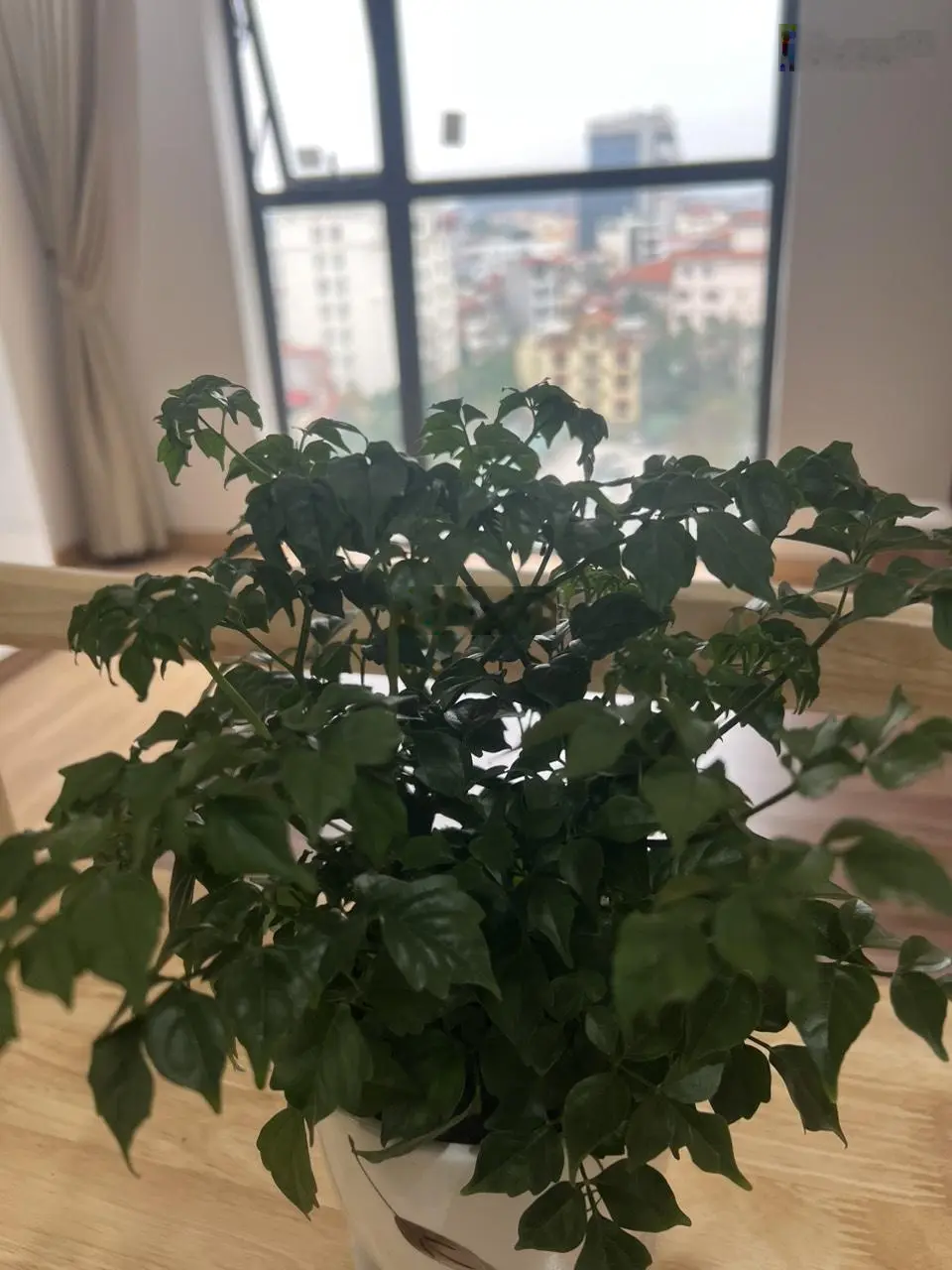 Bán căn hộ chung cư TM Lotus central 1PN TP Bắc Ninh.