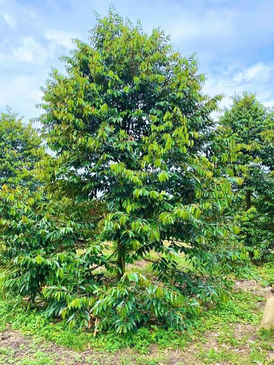 Bán đất làm trang trại hoặc nghỉ dưỡng ở Phú Riềng, Bình Phước, DT 20x100m, LH 0902757687