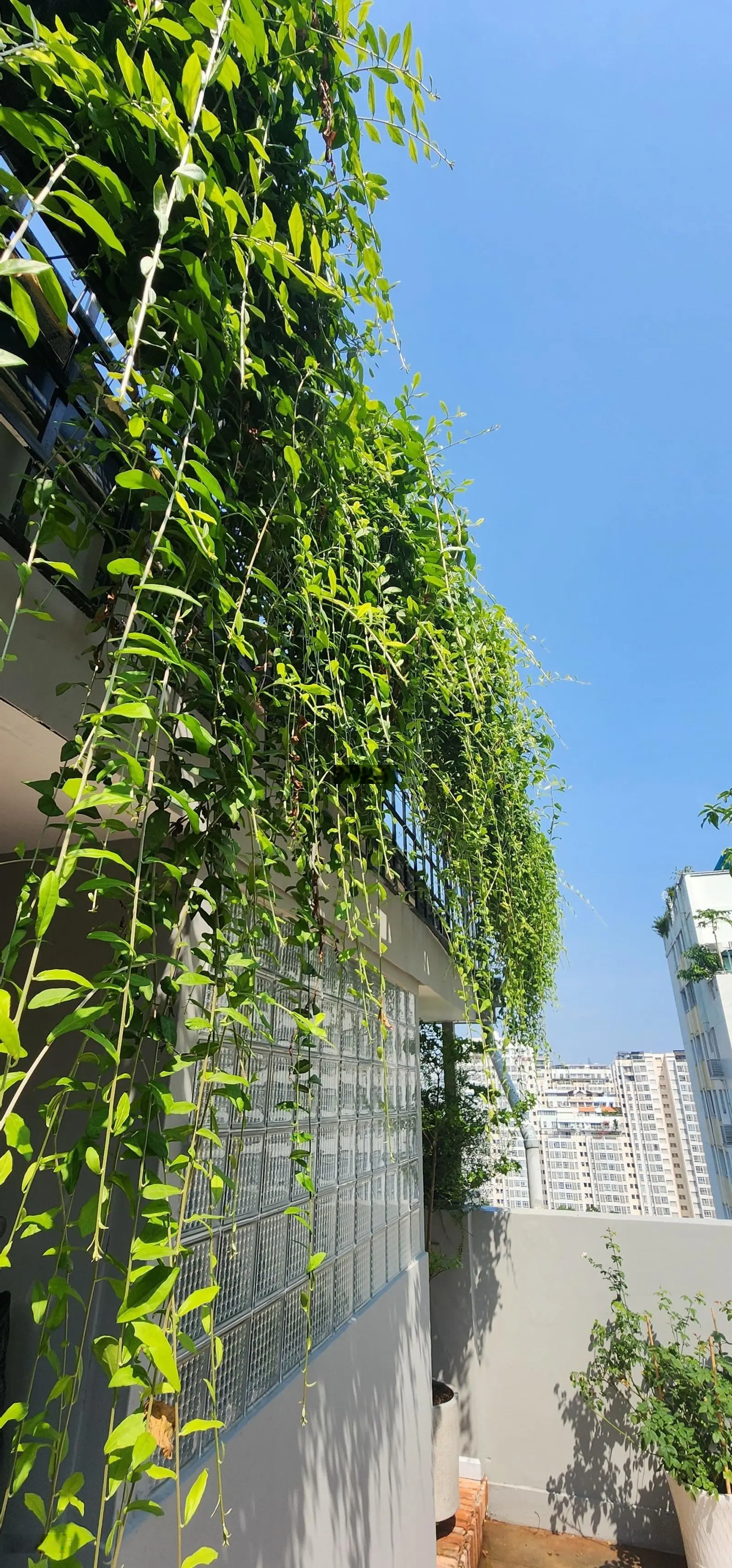 Bán căn Penthouse Phú Mỹ Hưng 14 tỷ, ban công đôi như hình 325m2, giá chính xác k ảo