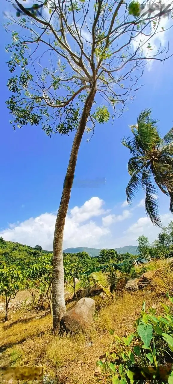 [ Gần 1ha ( Farm đẹp vô cùng ) - có suối MINI giáp đất ] *** Ô TÔ VÀO ĐƯỢC ***