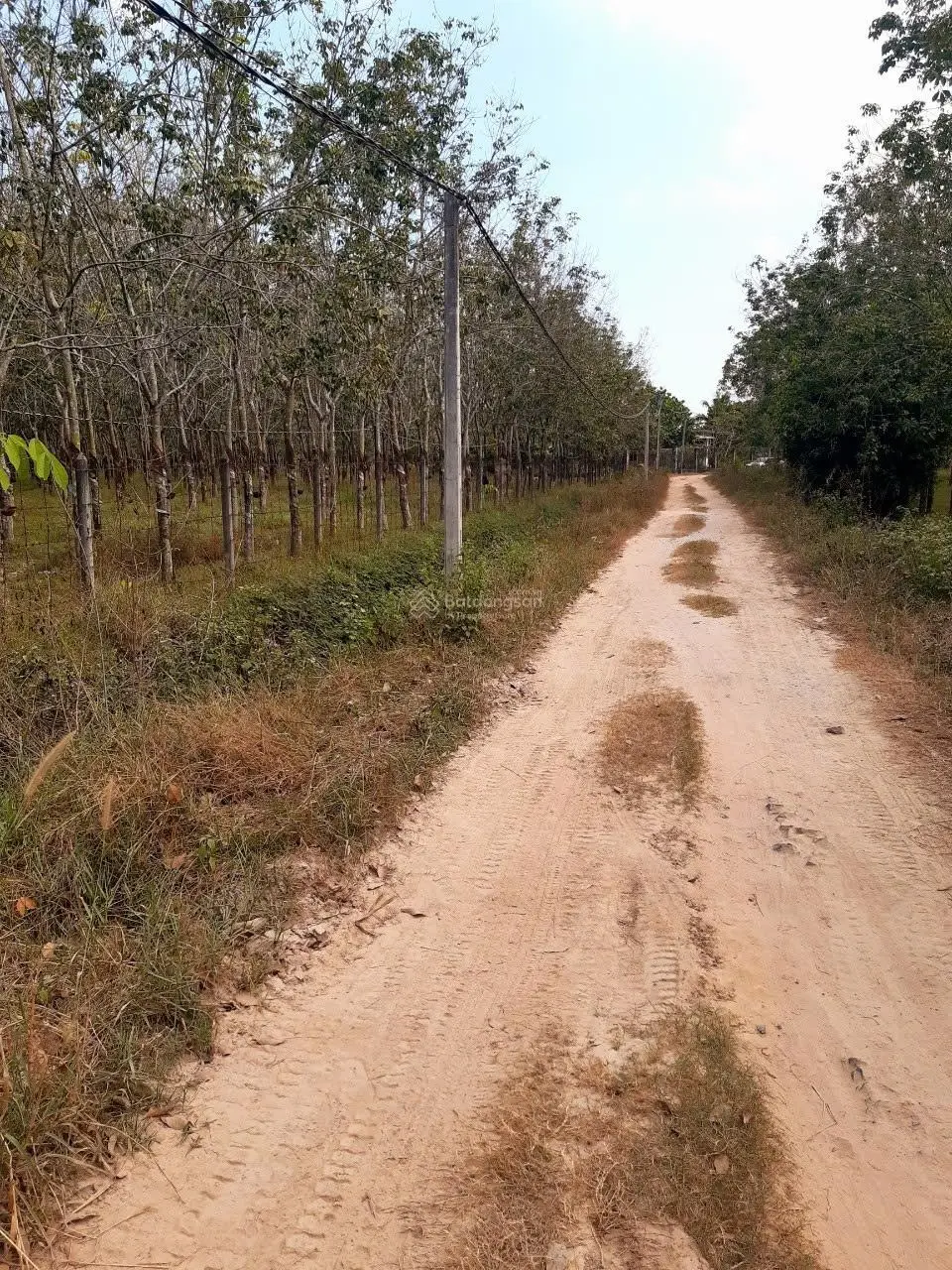 Bán đất diện tích 7,5 Ha cao su đang thu hoạch tại Thành Long, Châu Thành, Tây Ninh giá tốt.