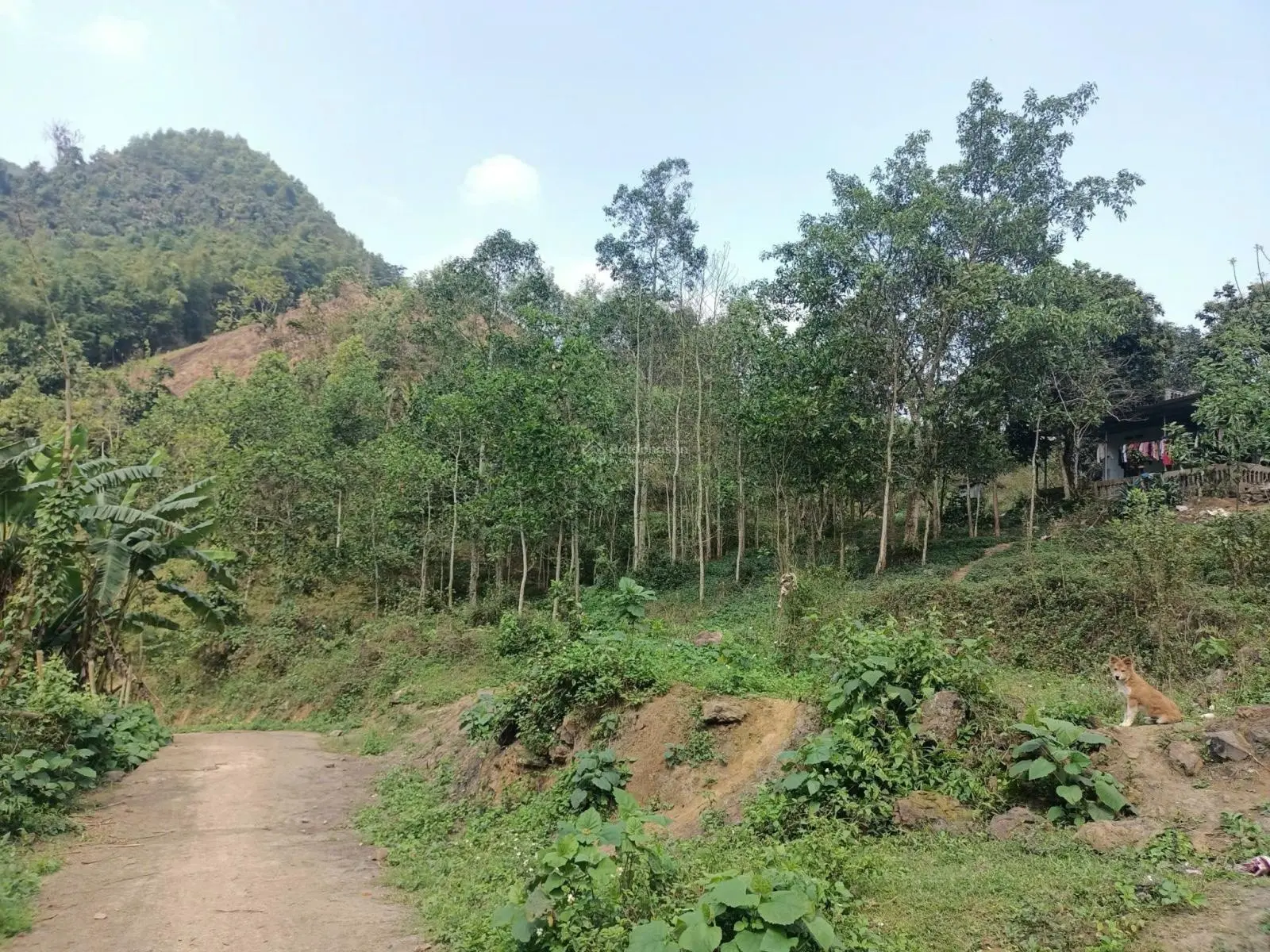 Tổng diện 2,3ha có 856m2 thổ cư có 344m2 cln tại Kim Sơn, Kim Bôi, Hòa Bình
