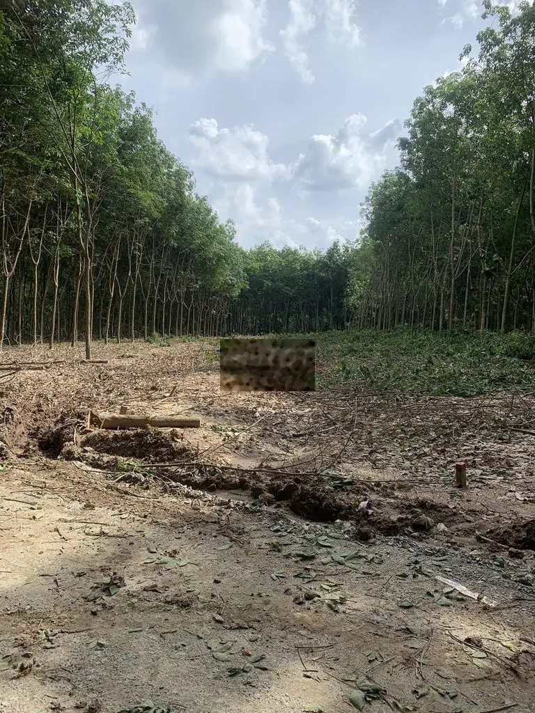 Sỉ 29 nền đất sào Minh Thành, Chơn Thành, Bình Phước 270tr