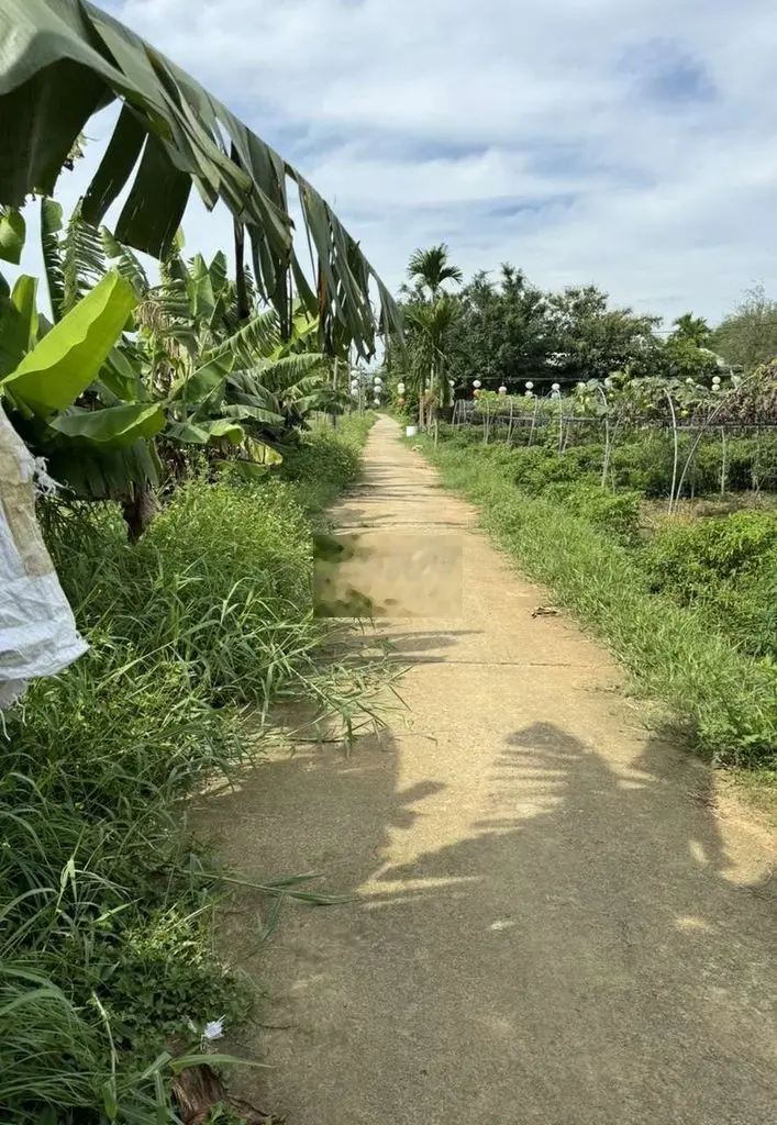 300m2 đất trồng cây hằng năm view sông tuý loan giá đầu tư