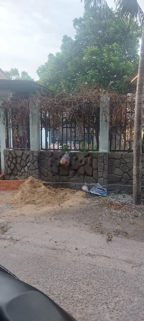 RẺ💥 ĐẤT THỔ CƯ 5m x 26m 20tr/m2 Gần NGÃ 4 HÓC MÔN /Nguyễn Thị Đành