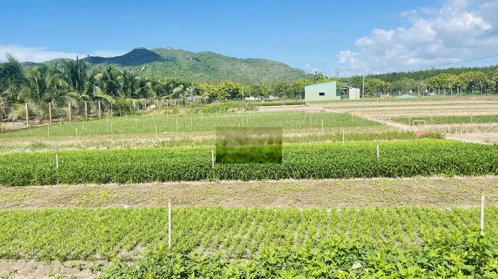 Bán đất Long Mỹ, Đất Đỏ, hẻm bê tông, xe hơi vào thoải mái
