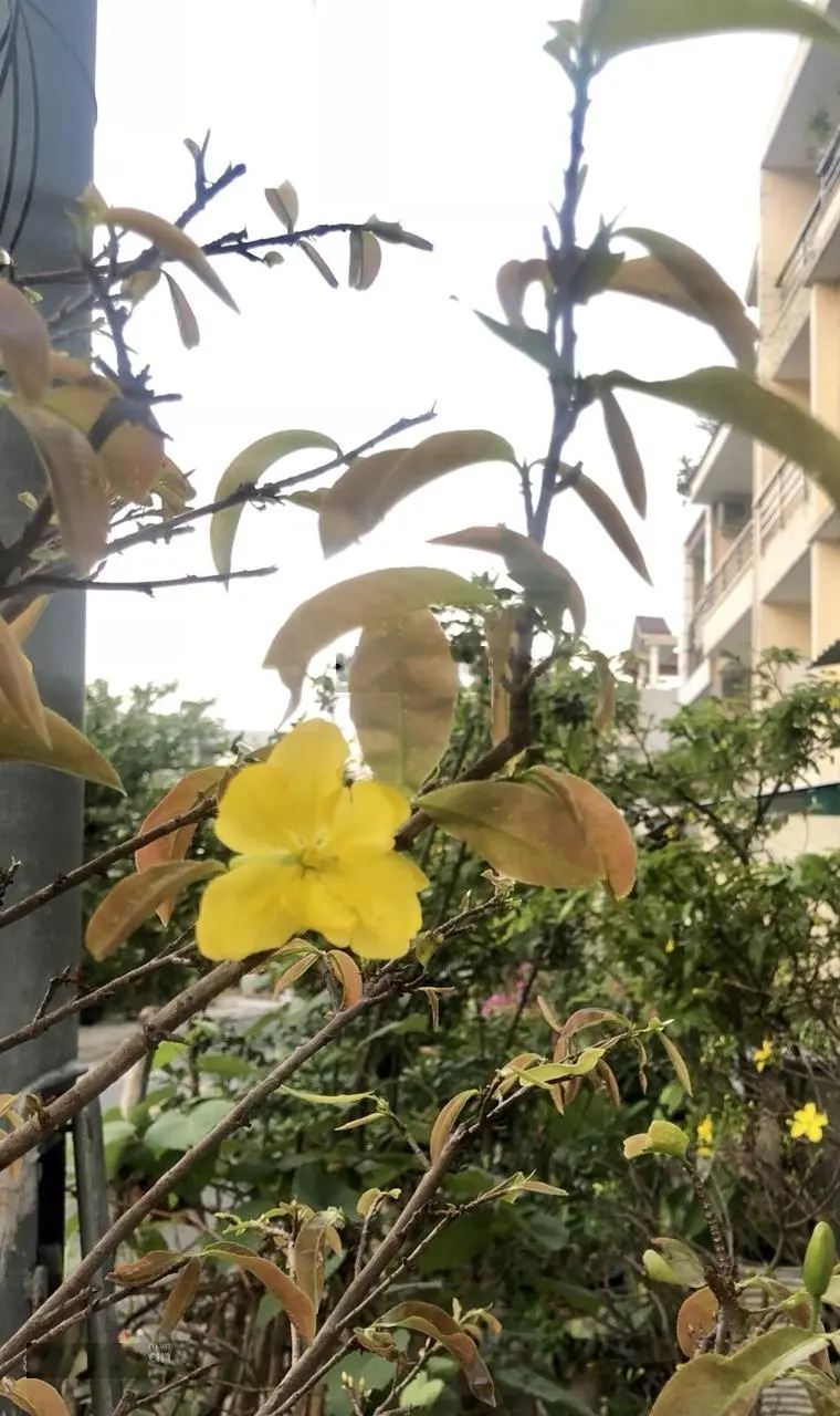 Bán liền kề 1 trệt 3 lầu giá hời ngay Đường Nguyễn Khoa Đăng, Quận 2, giá 36 tỷ VND