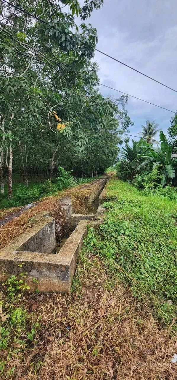 4ha đất Dương Minh Châu + Hòa Thành