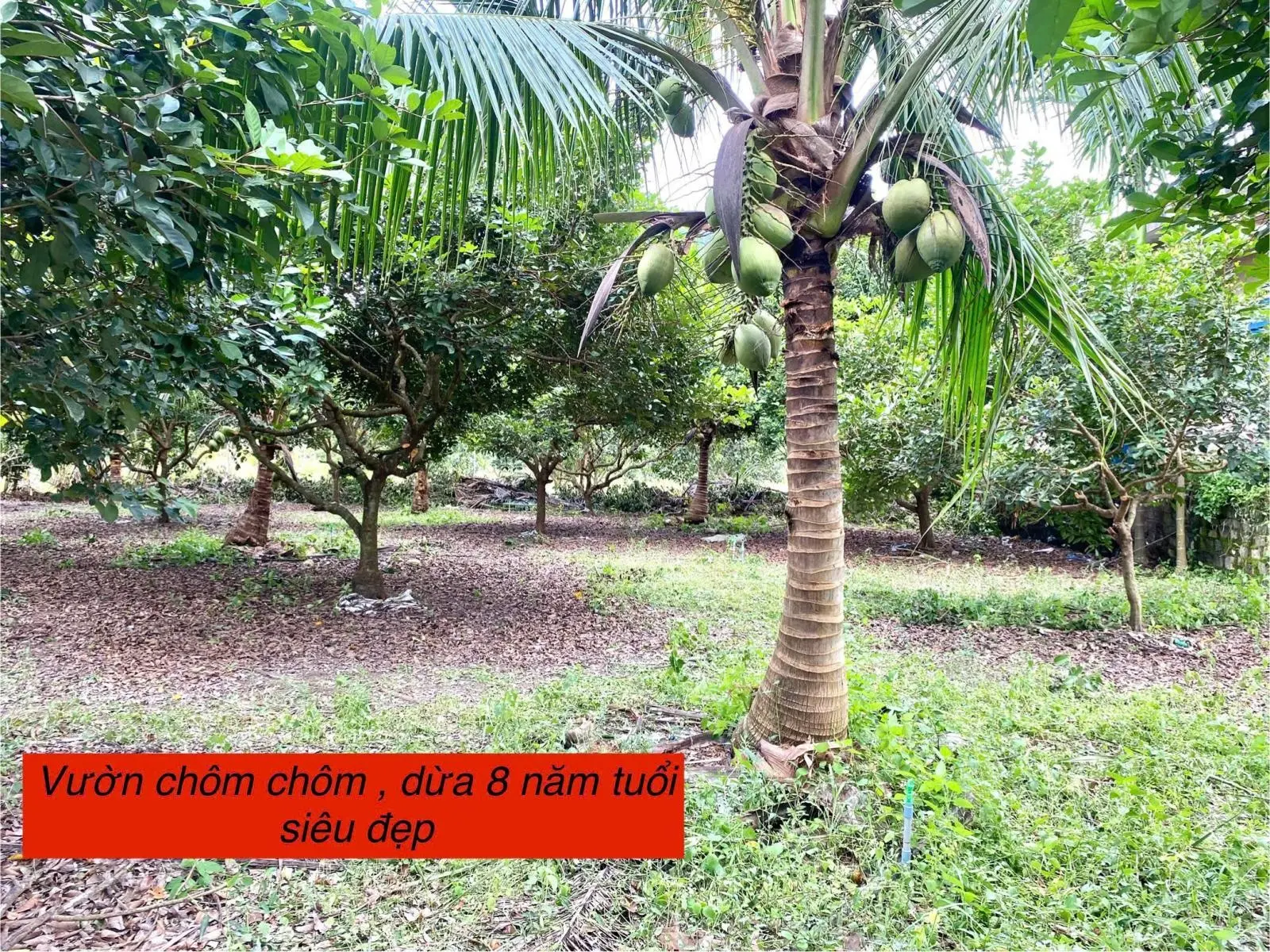 Cần bán đất giá 285 triệu VND tại Thị trấn Đạ Tẻh, Lâm Đồng, diện tích 180m2