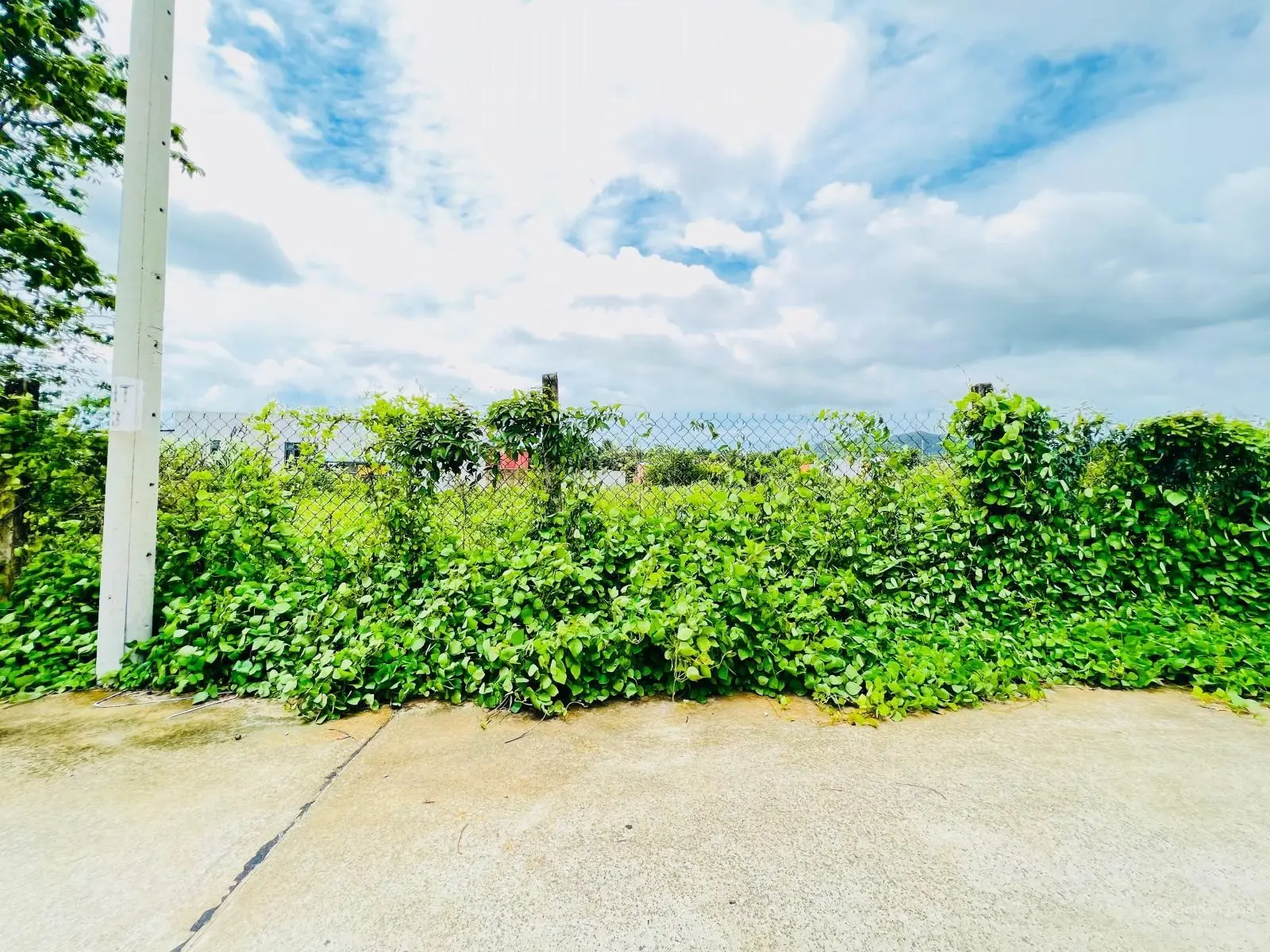 Bán đất Long Mỹ - TT Phước Hải 1000m2, MT 33m giá tốt đầu tư xây nhà vườn