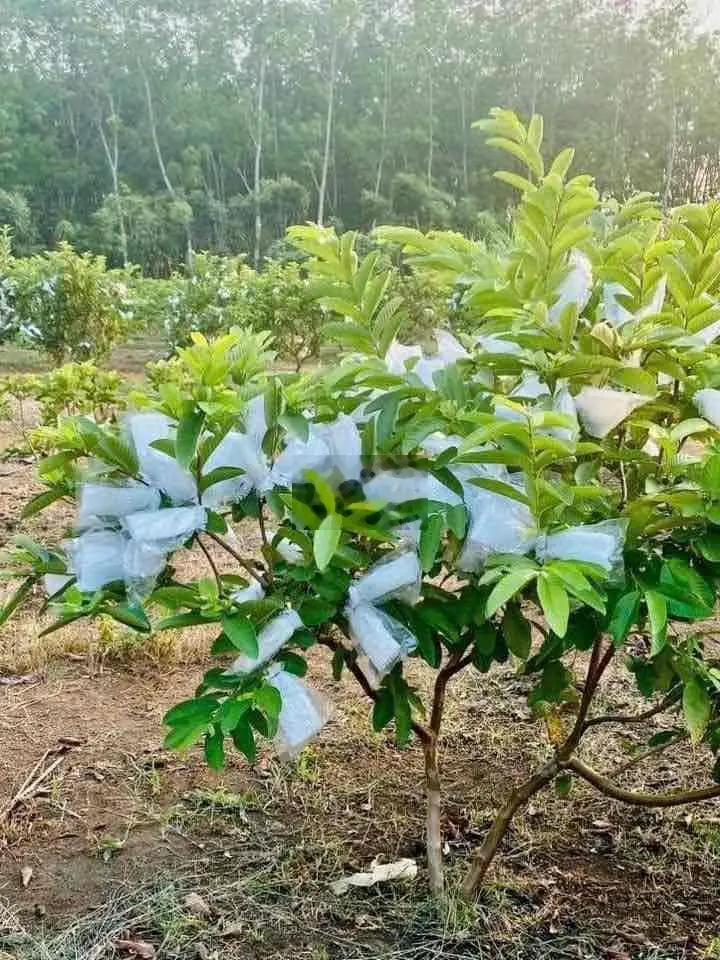 Chính chủ kẹt tiền nên sang lại miếng vườn có sẵn nhà cấp 4, sổ Hồng